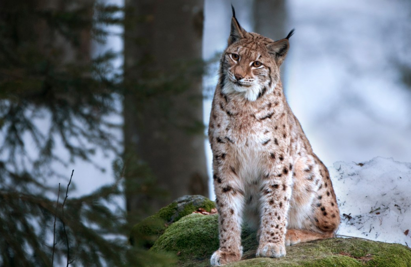 Guy Renner-thompson Says No To Northumberland Lynx Release 