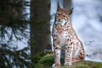 Guy Renner-Thompson says no to Northumberland Lynx release