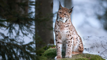 Guy Renner-Thompson says no to Northumberland Lynx release